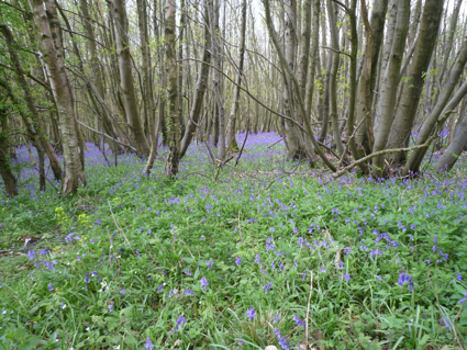 9 May bluebells 5.jpg